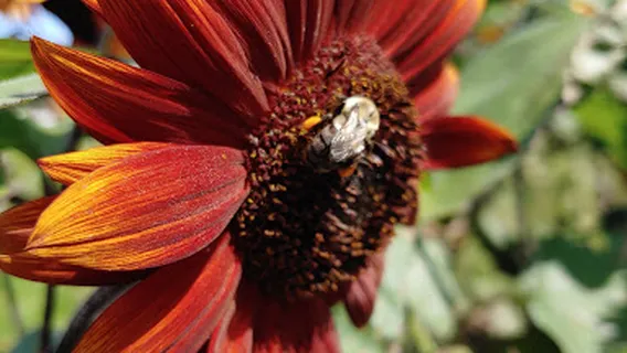 Erickson Fields Preserve