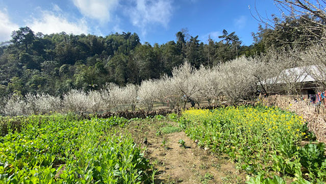 Say House ( Ta Van Chu - Bac Ha)