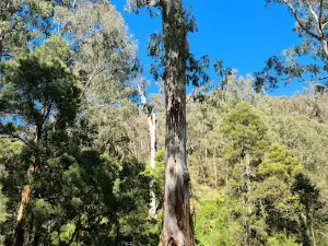 Running Creek Camping Reserve