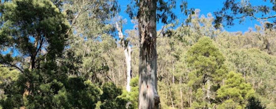 Running Creek Camping Reserve