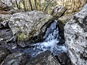 Collier Springs