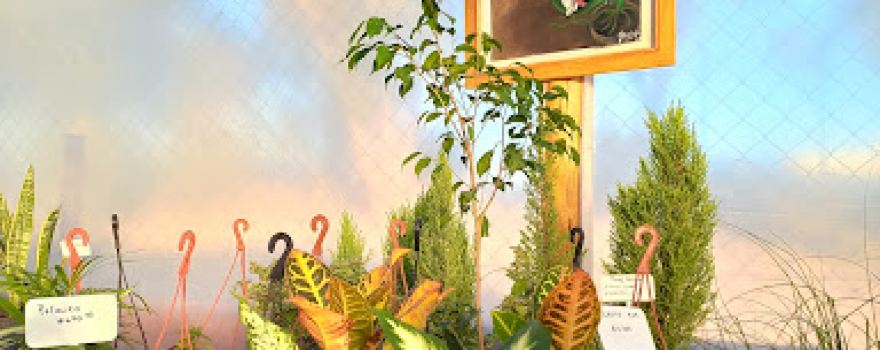 La Cotita Vivero