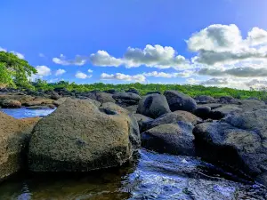 Mangrove de bouyouni
