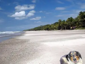 Dog Island