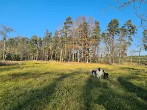Źródełko koło Krywałdu, dawnej osady robotników leśnych.