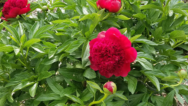 Ecotat Gardens and Arboretum