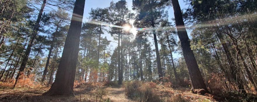 Wildmoor Heath Nature Reserve