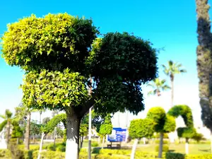 Permanent camp for students in Mansoura University