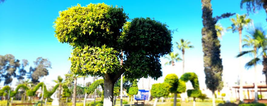 Permanent camp for students in Mansoura University