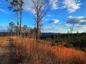 Johns Mountain Wildlife Management Area