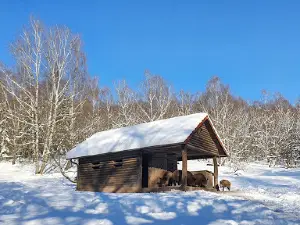 Wisent-Turm im Wisentgehege Hardehausen