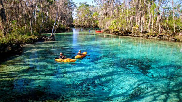 Manatee Fun: Swim with Manatee Tour in Crystal River & Homosassa