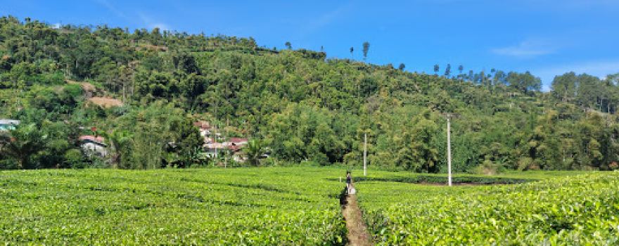 Pohon Kayu Aro
