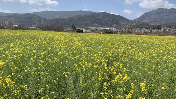 guo se dao qian mu hua hai