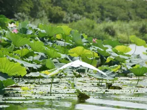 つつじが岡公園 大芝生広場