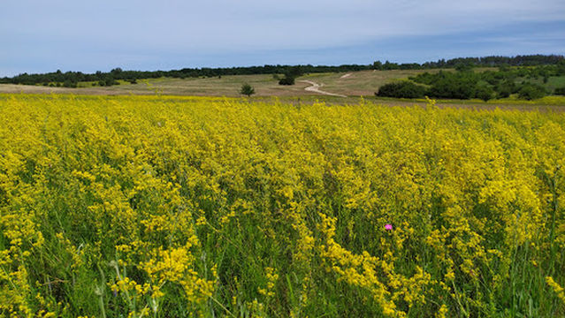 Kytsivsʹka Pustelya