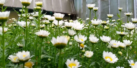 羅伊德植物園