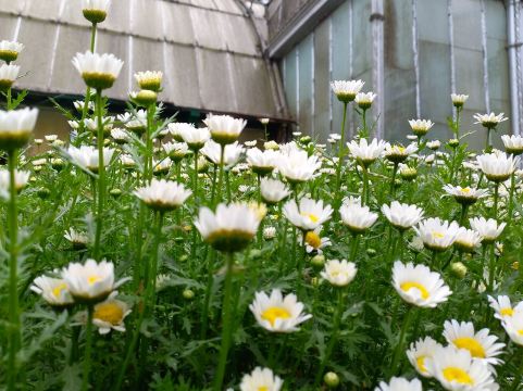Lloyd Botanical Garden