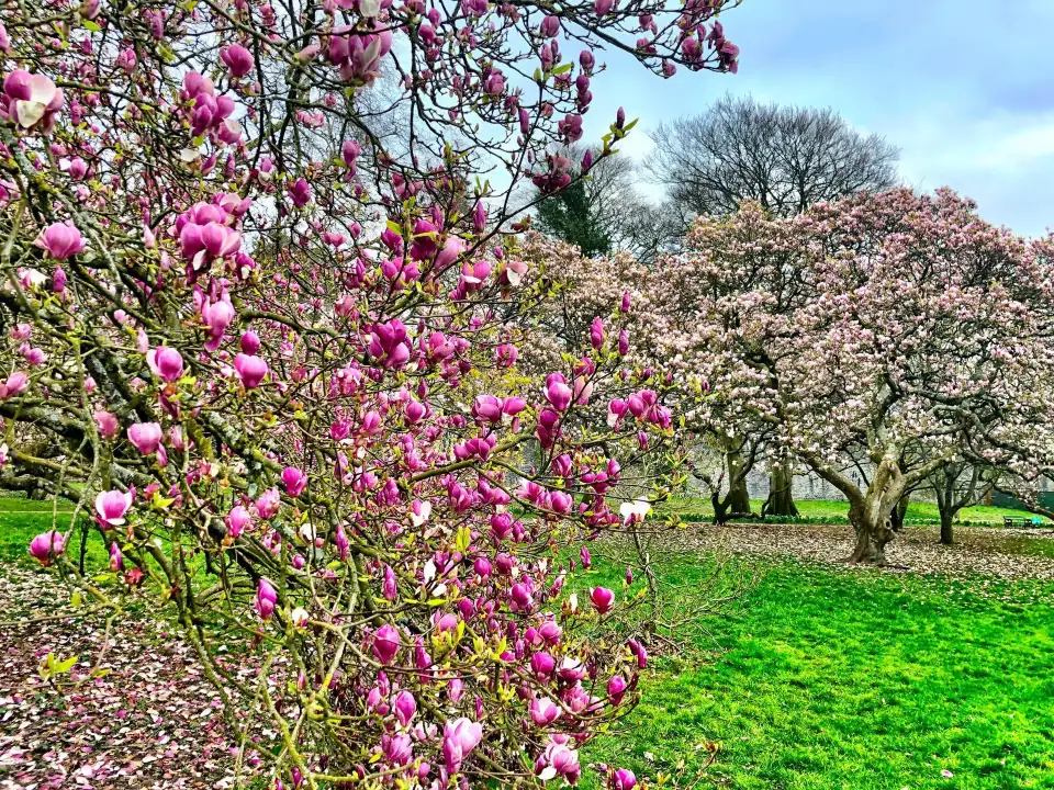 2_Bute Park