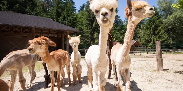 スロベニアの人気家族向け観光スポット
