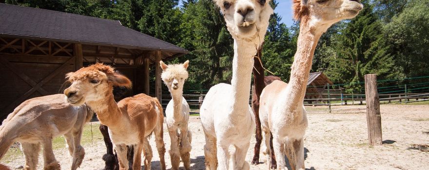 Ljubljana Zoo