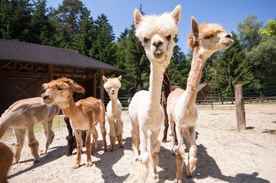 Ljubljana Zoo