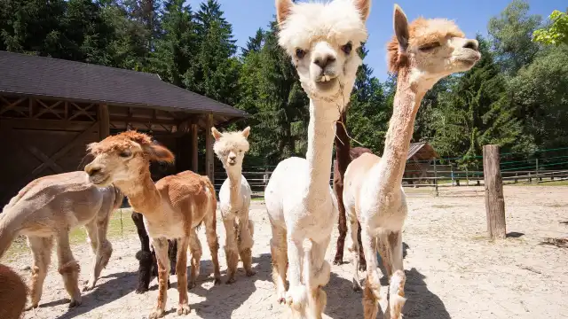 Ljubljana Zoo