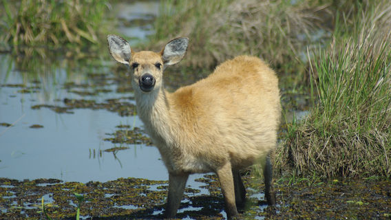 Iberá National Park