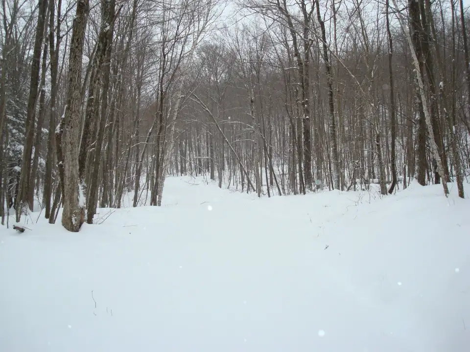 2_Mohawk State Forest