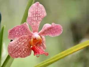 Orchid World & Tropical Flower Garden