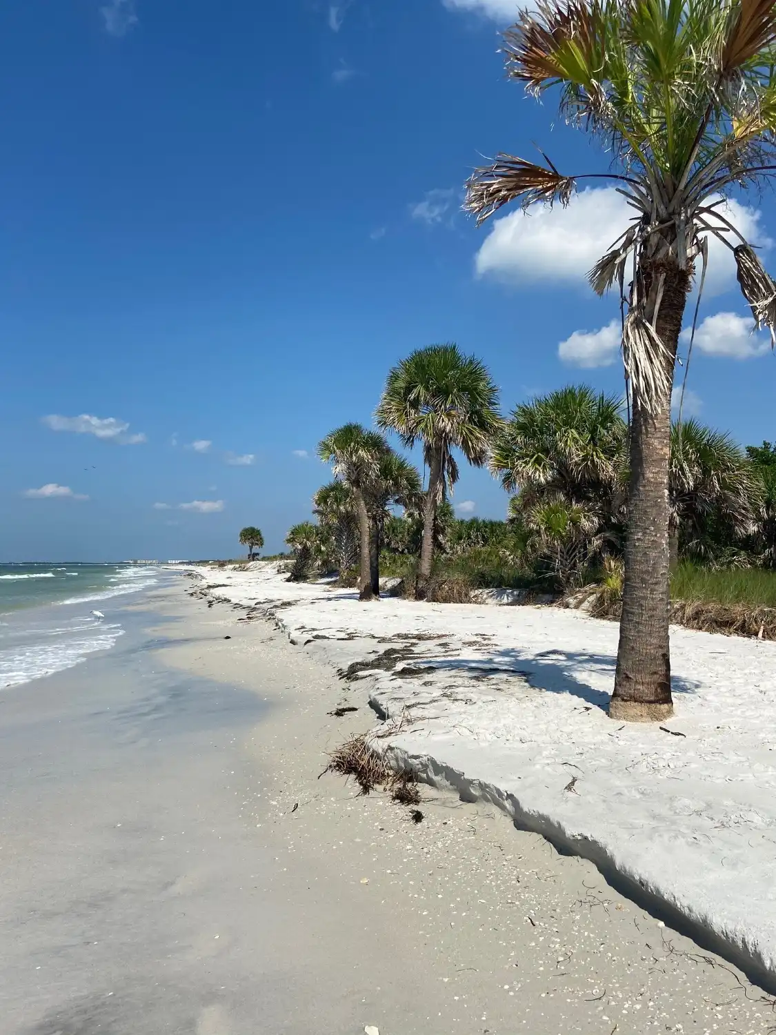 Caladesi Island State Park附近的飯店