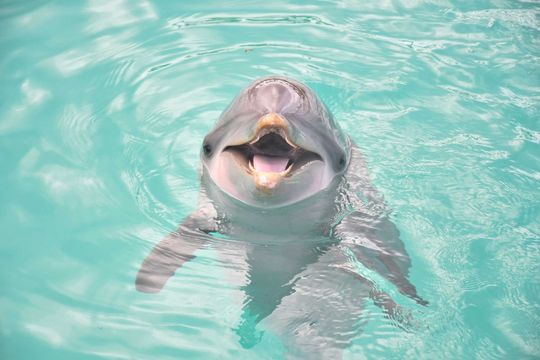 Dolphin Discovery Grand Cayman