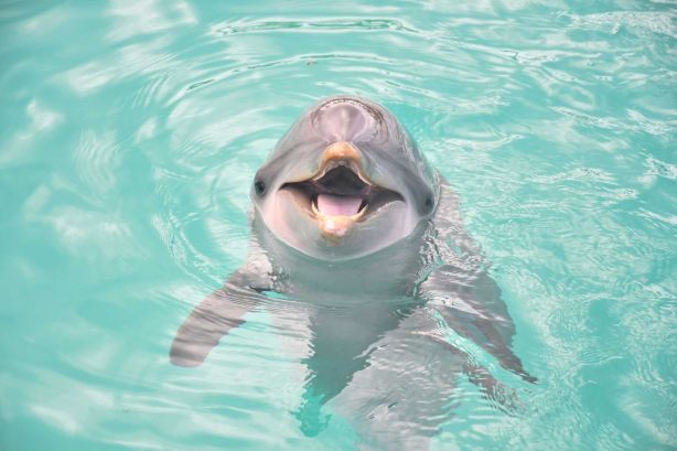 Dolphin Discovery Grand Cayman