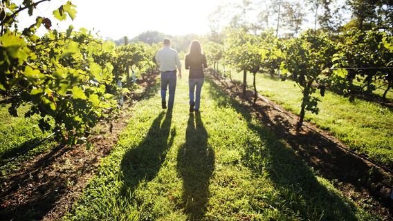 The Vineyards & Winery at Lost Creek