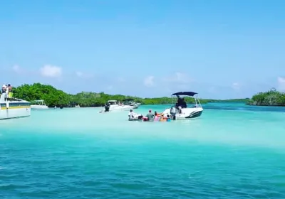 Falcón