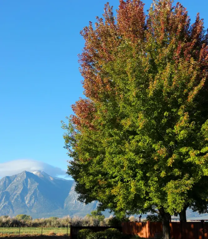 Gardnerville