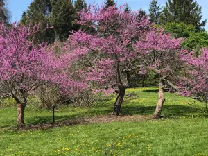 University of Guelph Arboretum