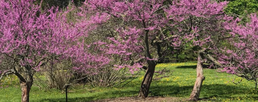 University of Guelph Arboretum
