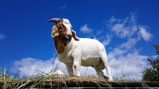 Buggegaarden