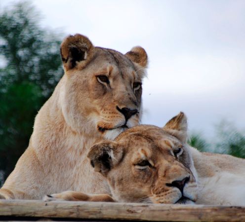 Panthera Africa Big Cat Sanctuary