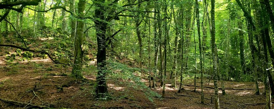 Foresta Umbra