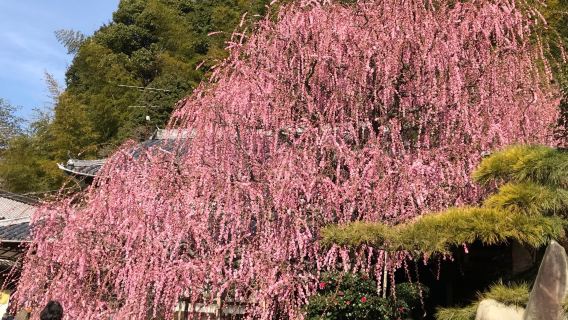 Weeping plum; Yagi