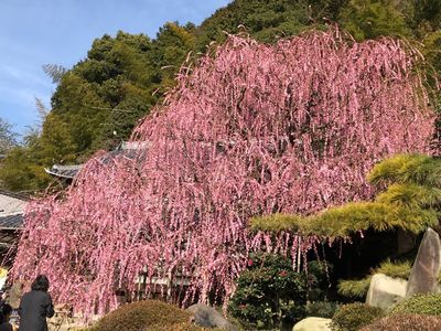Weeping plum; Yagi