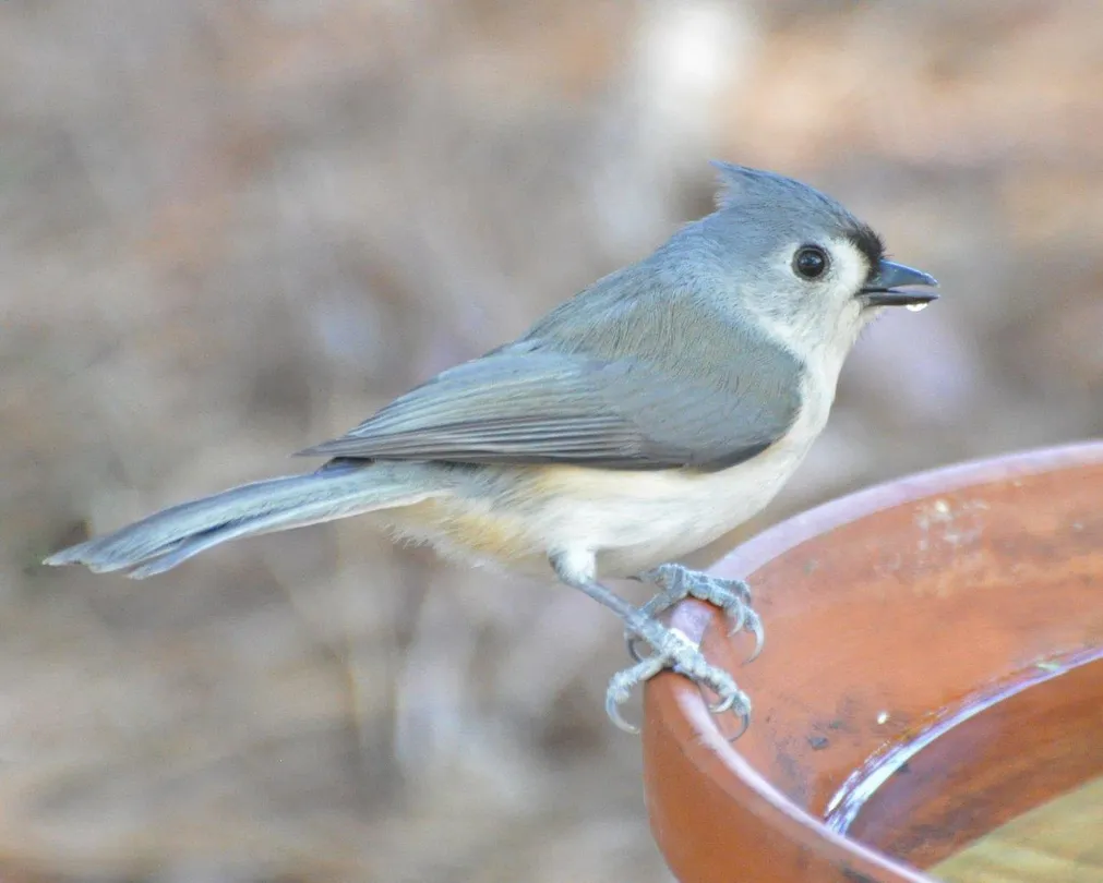 3_Hilton Head Island Birding Trail