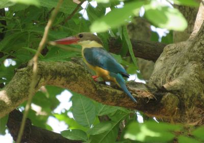 Banke National Park