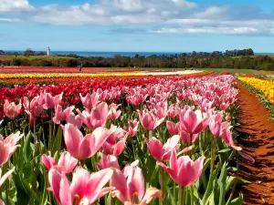 Table Cape Tulip Farm