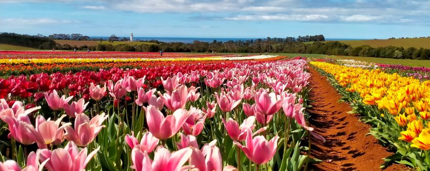 Table Cape Tulip Farm