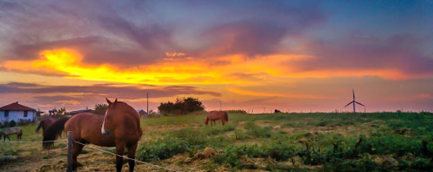 Horse Club Kichevo (Varna)