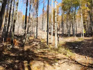 Šimonka
