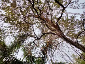 City Park